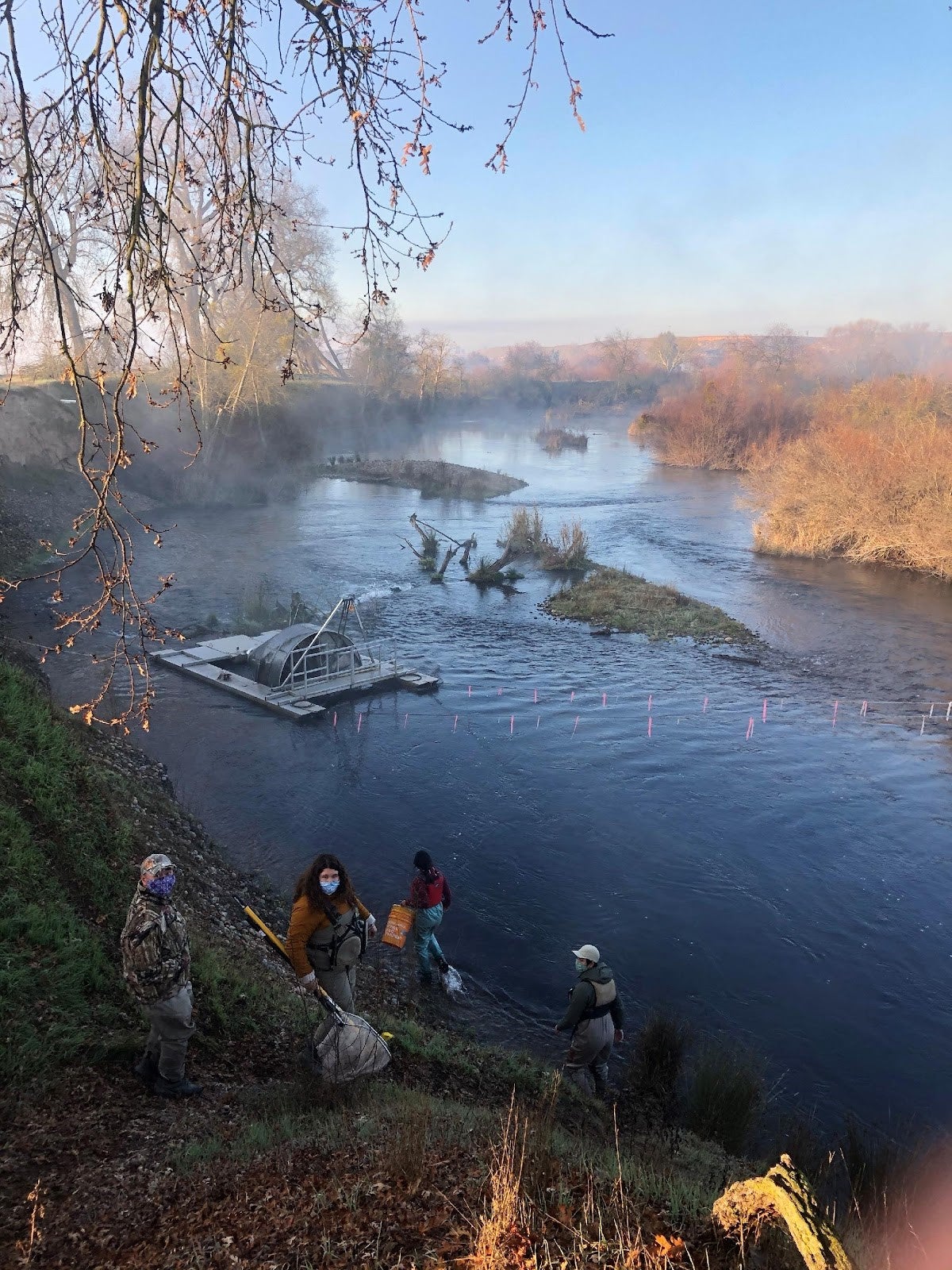 Natural Origin San Joaquin Spring-Run Chinook Salmon Telemetry – Fish ...